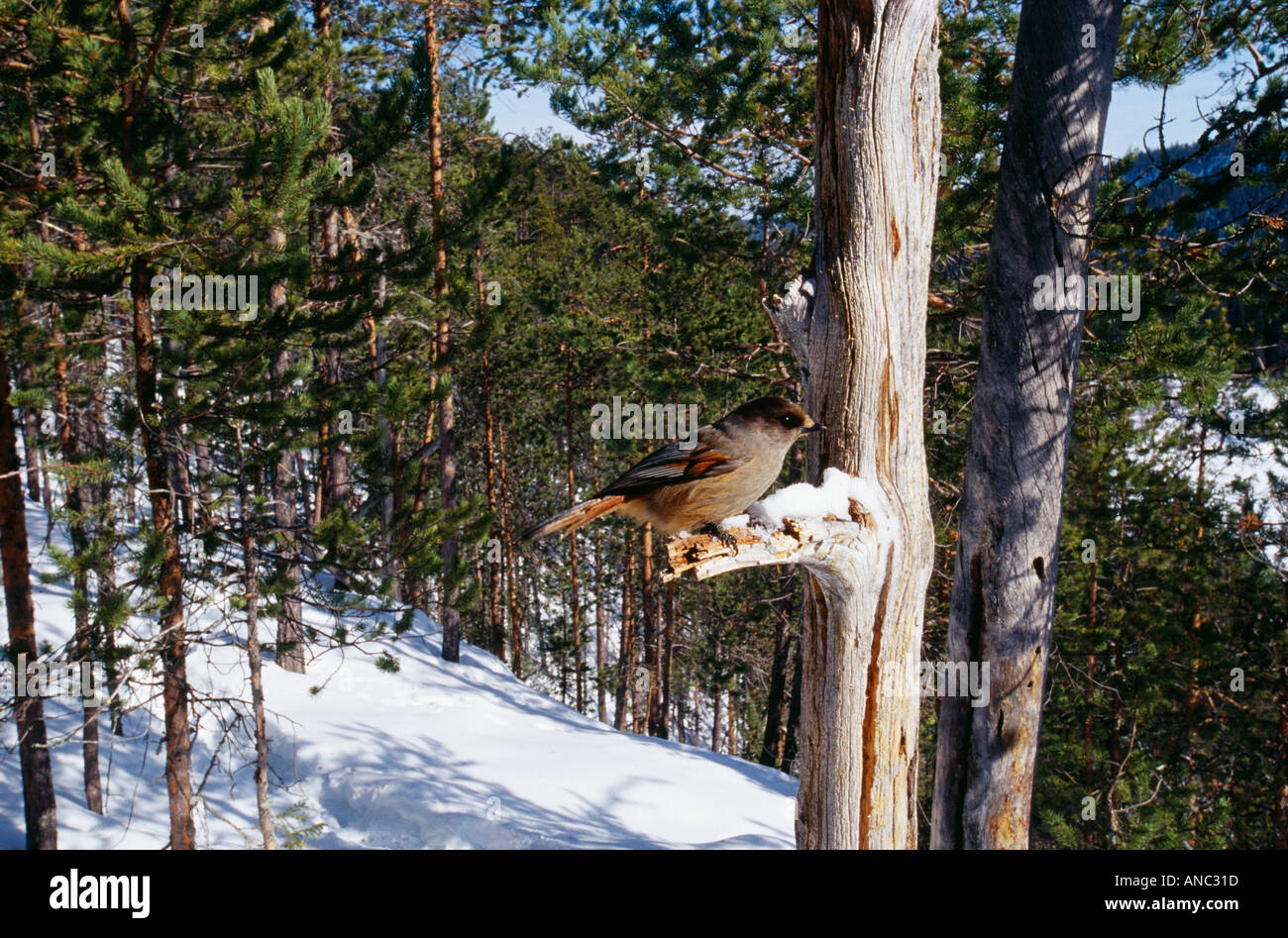 Siberian Jay Perisoreus infaustus Kuusamo Finlandia inverno Foto Stock