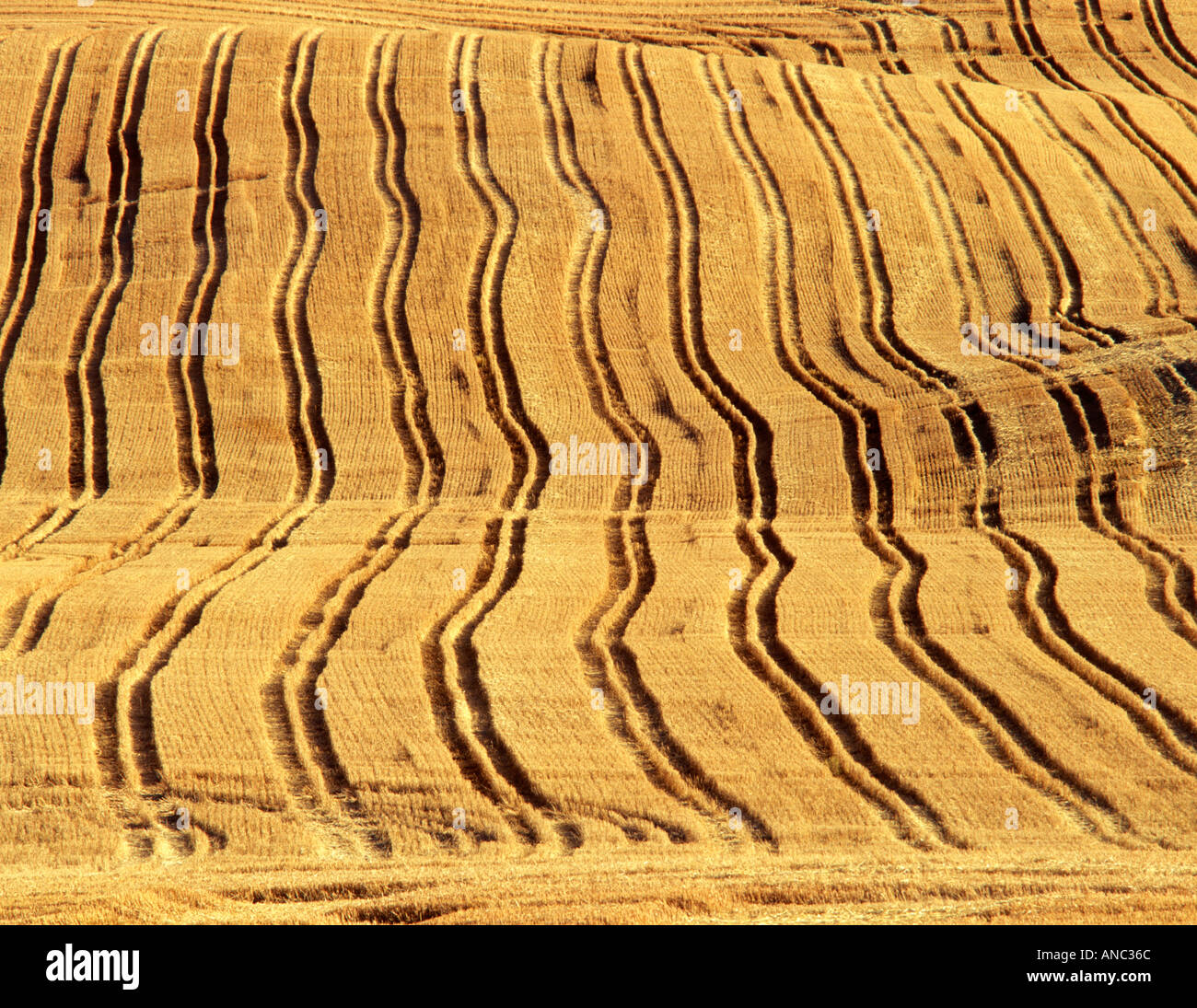 F00090 tif linee profonde in raccolte campo di grano vicino a Pullman Washington Foto Stock