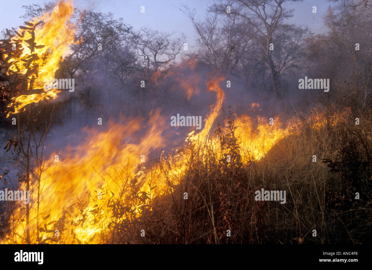 Spazzola di masterizzazione fire Zimbabwe Africa Foto Stock