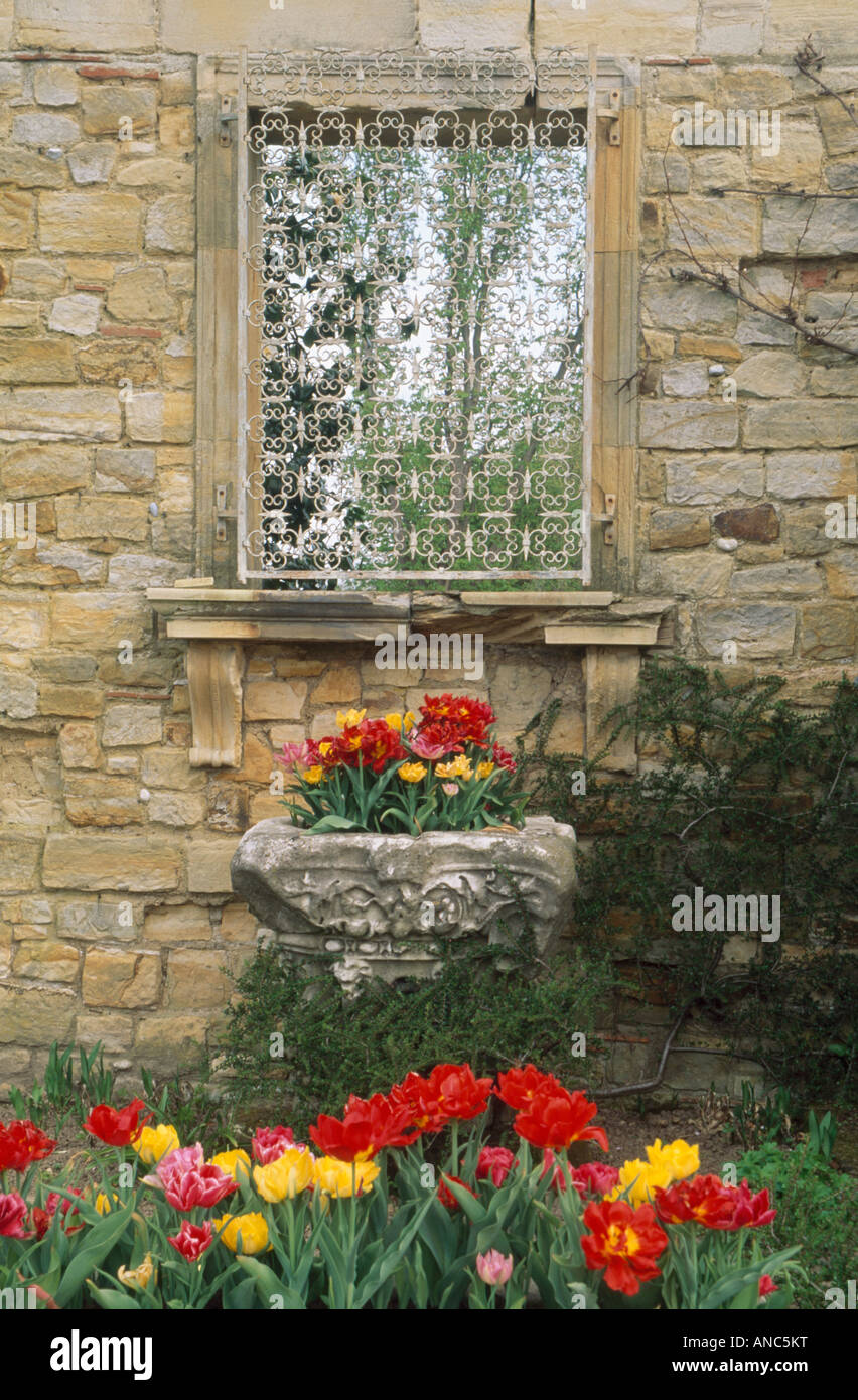 Rosso e giallo tulipani nel giardino di primavera confine al di sotto del ferro battuto su schermo di finestra nel muro di pietra Foto Stock