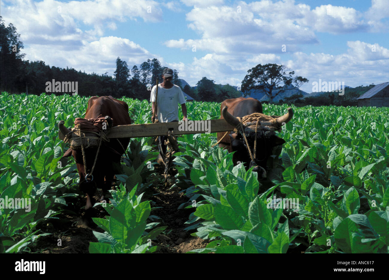 Coppia di buoi aratro di trazione attraverso il campo di tabacco Vinales Valley W Cuba Foto Stock