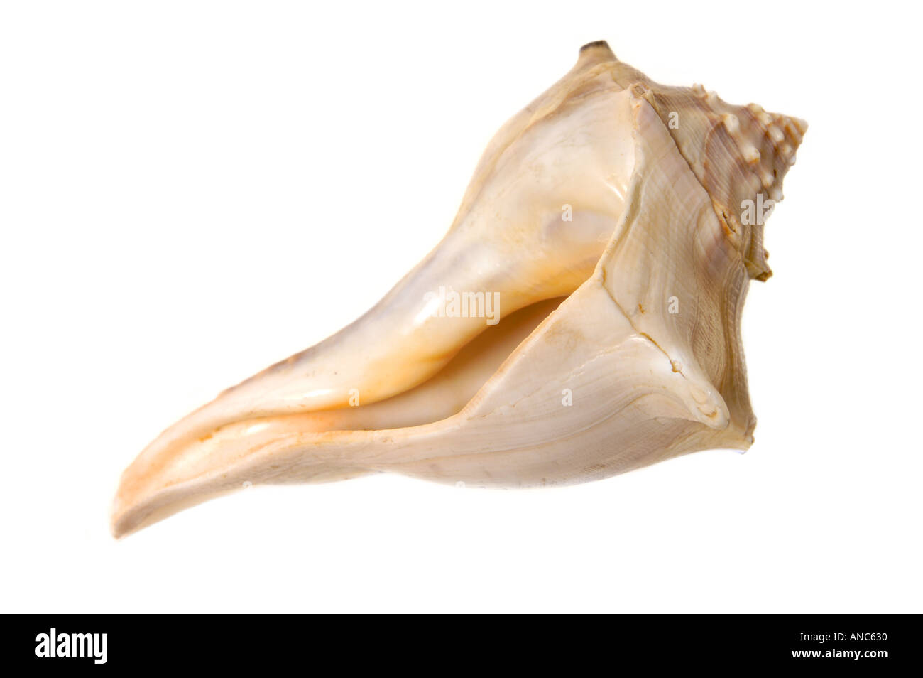 Mitilo Shell lumaca snailshell Foto Stock