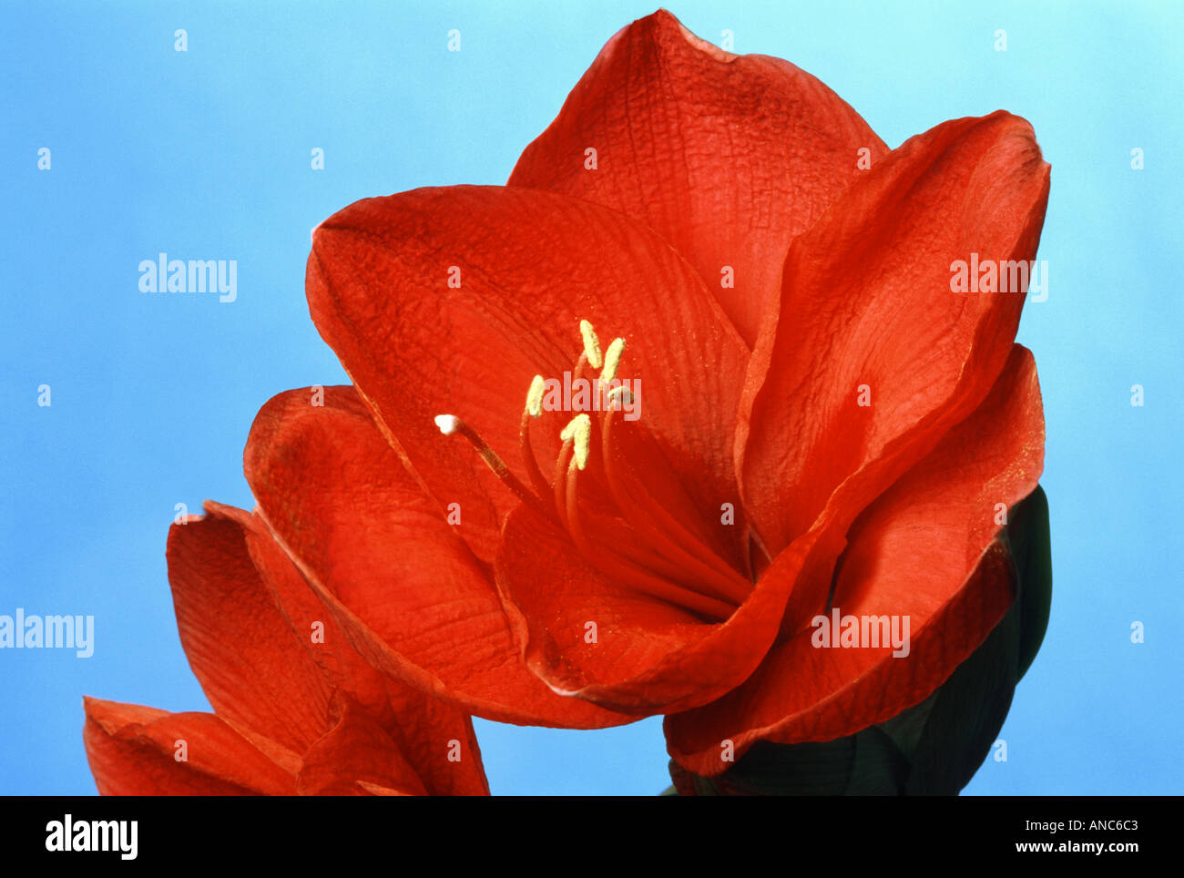 Profondo rosso ricco amaryllis amarillis fiore su sfondo blu fiore nascere Foto Stock