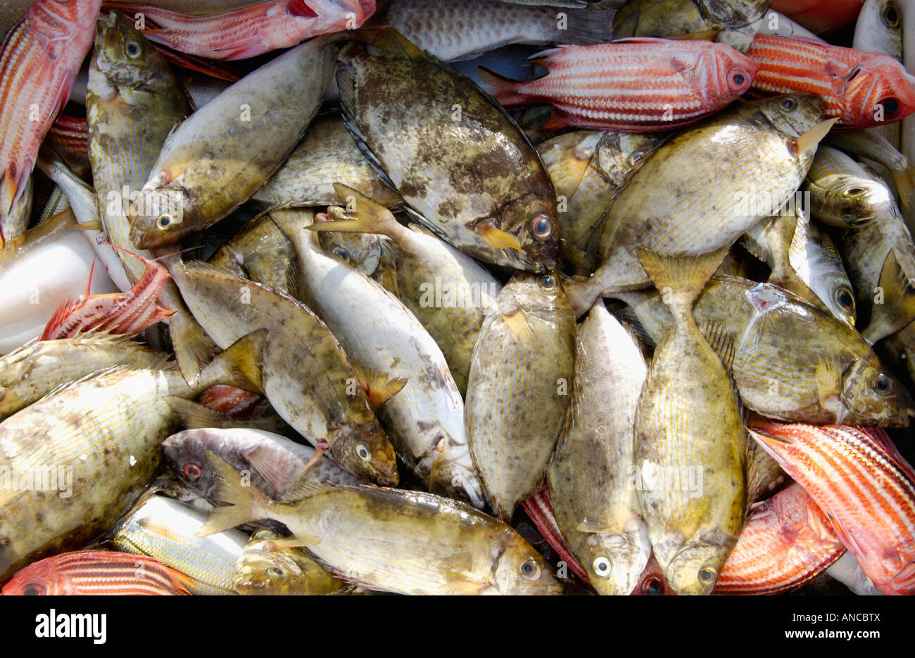 Tipico delle catture di pesci di piccole dimensioni dai pescatori locali a città di Paralimni rifugio di pesca sull'isola Mediterranea di Cipro Foto Stock