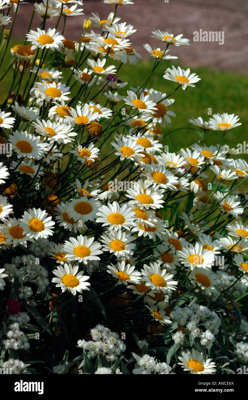 Oxeye Daisys chiamato anche Marguerite fiori. Foto Stock