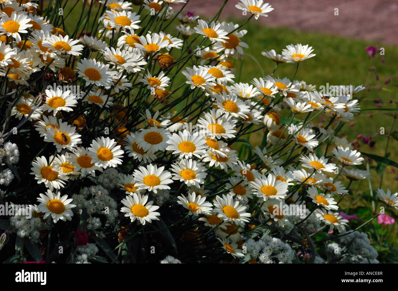 Oxeye Daisys chiamato anche Marguerite fiori. Foto Stock