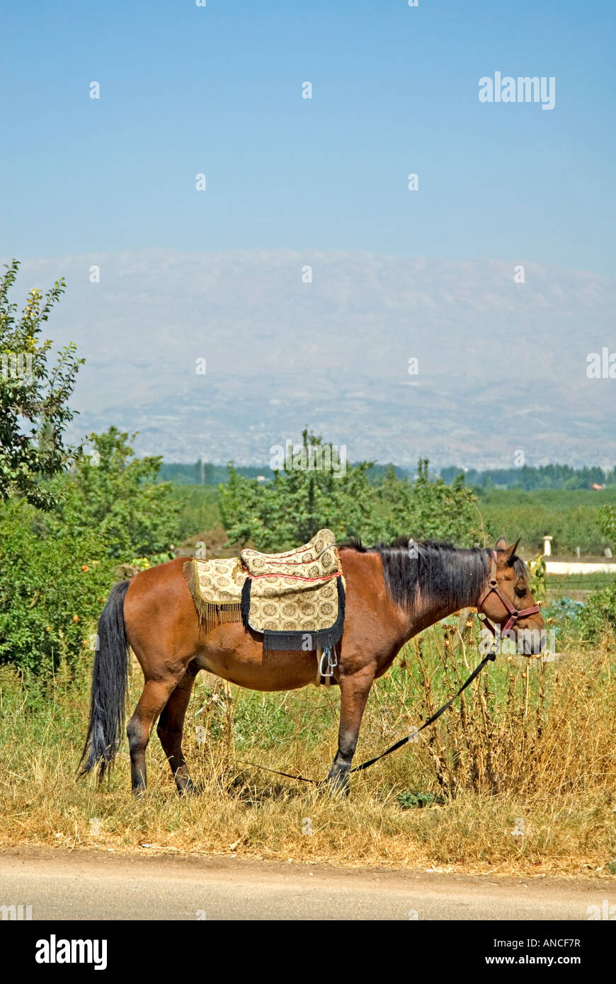 Cavallo da lavoro in valle Beqaa Libano Medio Oriente Foto Stock