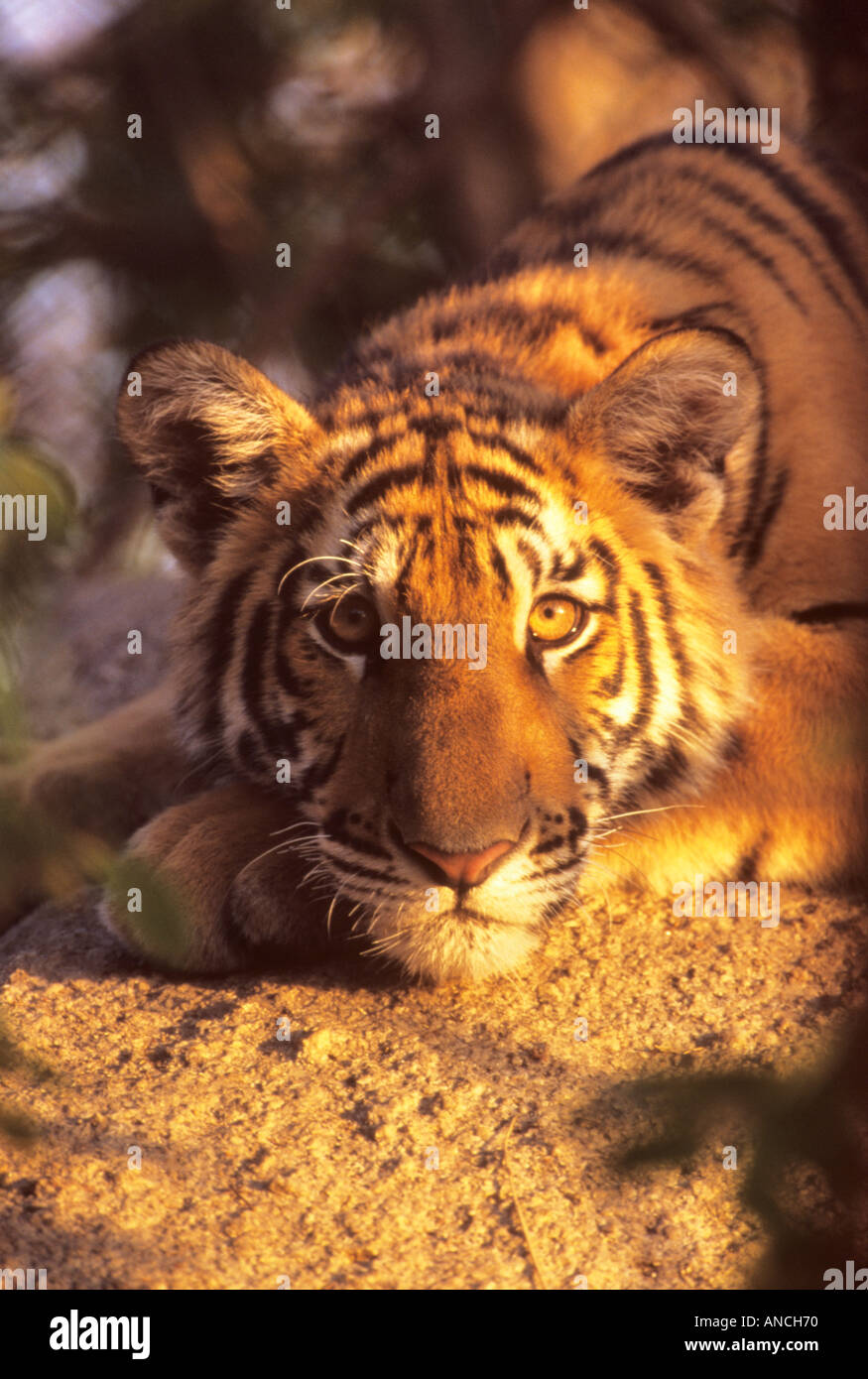 Indo chinese tiger cub ritratto cercando in Thailandia della fotocamera Foto Stock