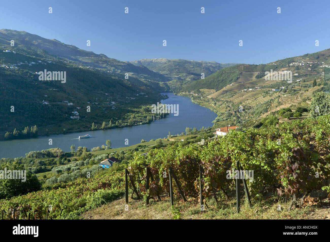 Portogallo l'Alto Douro fiume Douro sulle colline coperte di vigneti. I vigneti producono uve per il vino di Porto Foto Stock