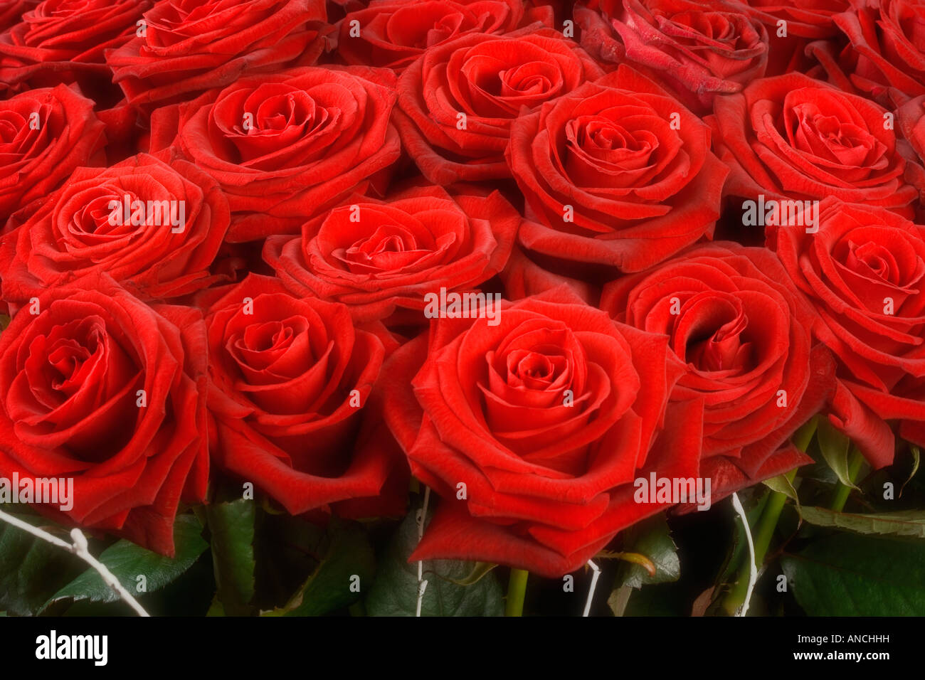 Mazzo di rose Foto Stock