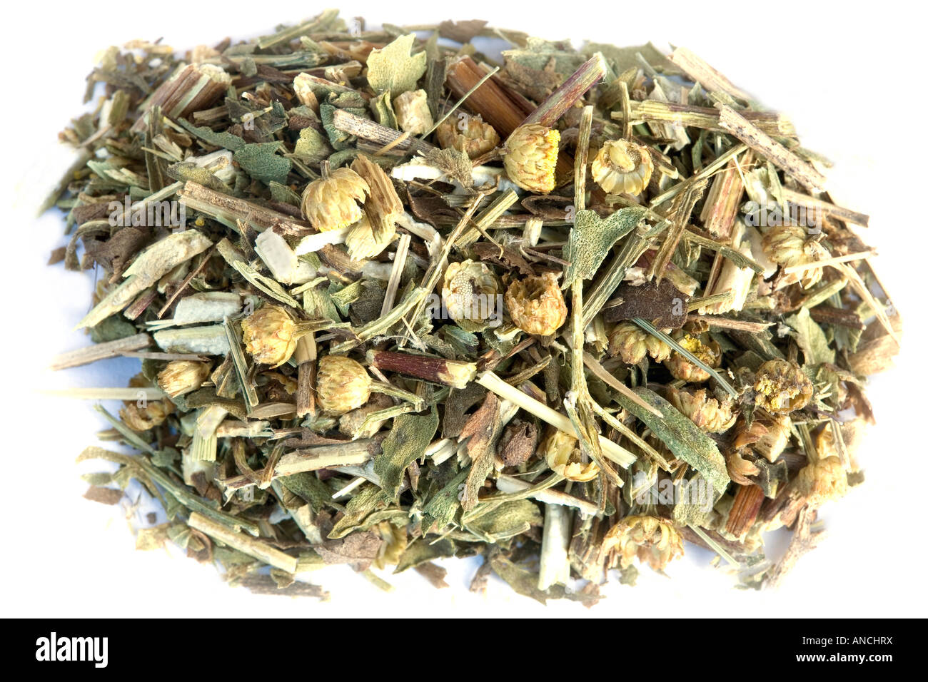 Tansy - Tanacetum vulgare Foto Stock