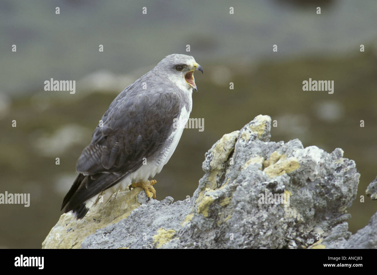 Red backed Hawk Buteo polyosoma maschio adulto chiamando Falklands Foto Stock