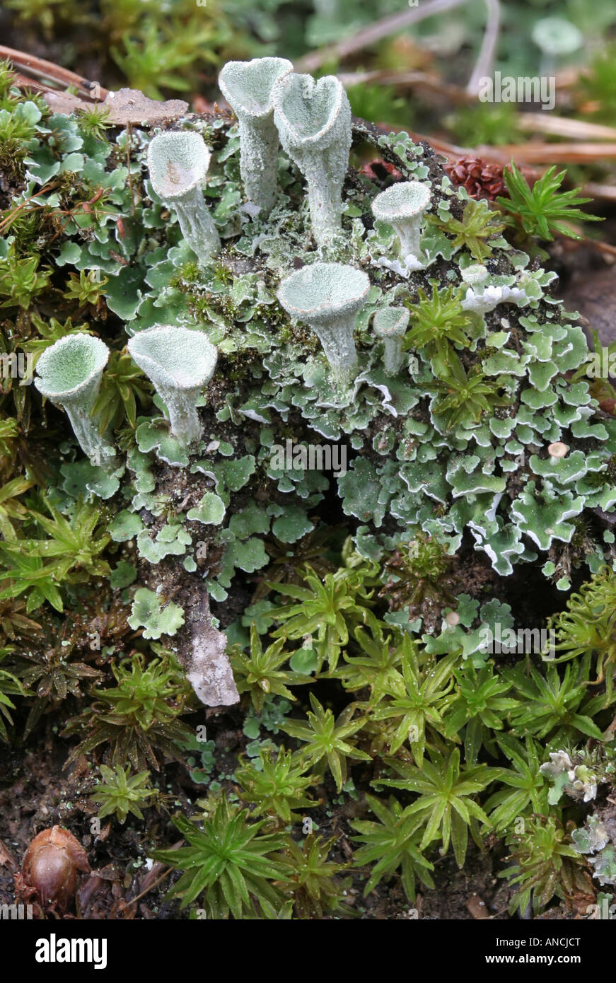 Pixie cup lichen, Cladonia sp., e moss Foto Stock