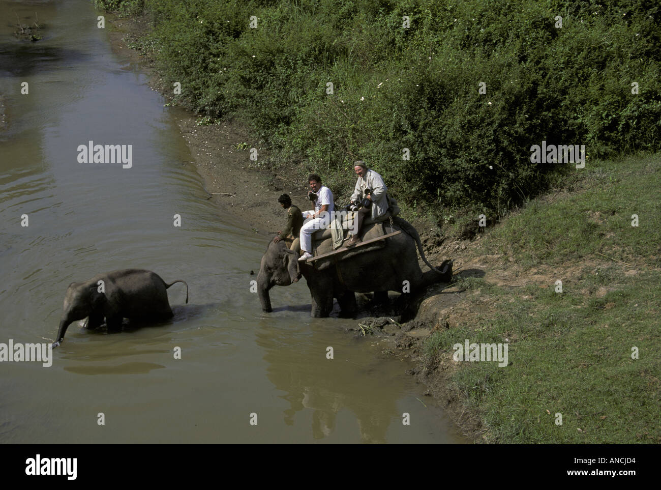 Il trasporto di animali su equitazione elefanti indiani nel Parco Nazionale di Kaziranga India Foto Stock