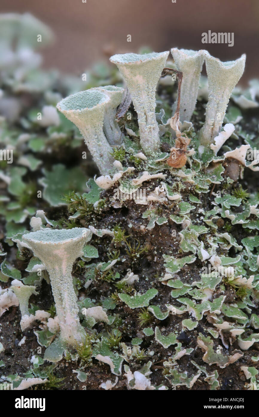 Pixie cup lichen, Cladonia sp Foto Stock