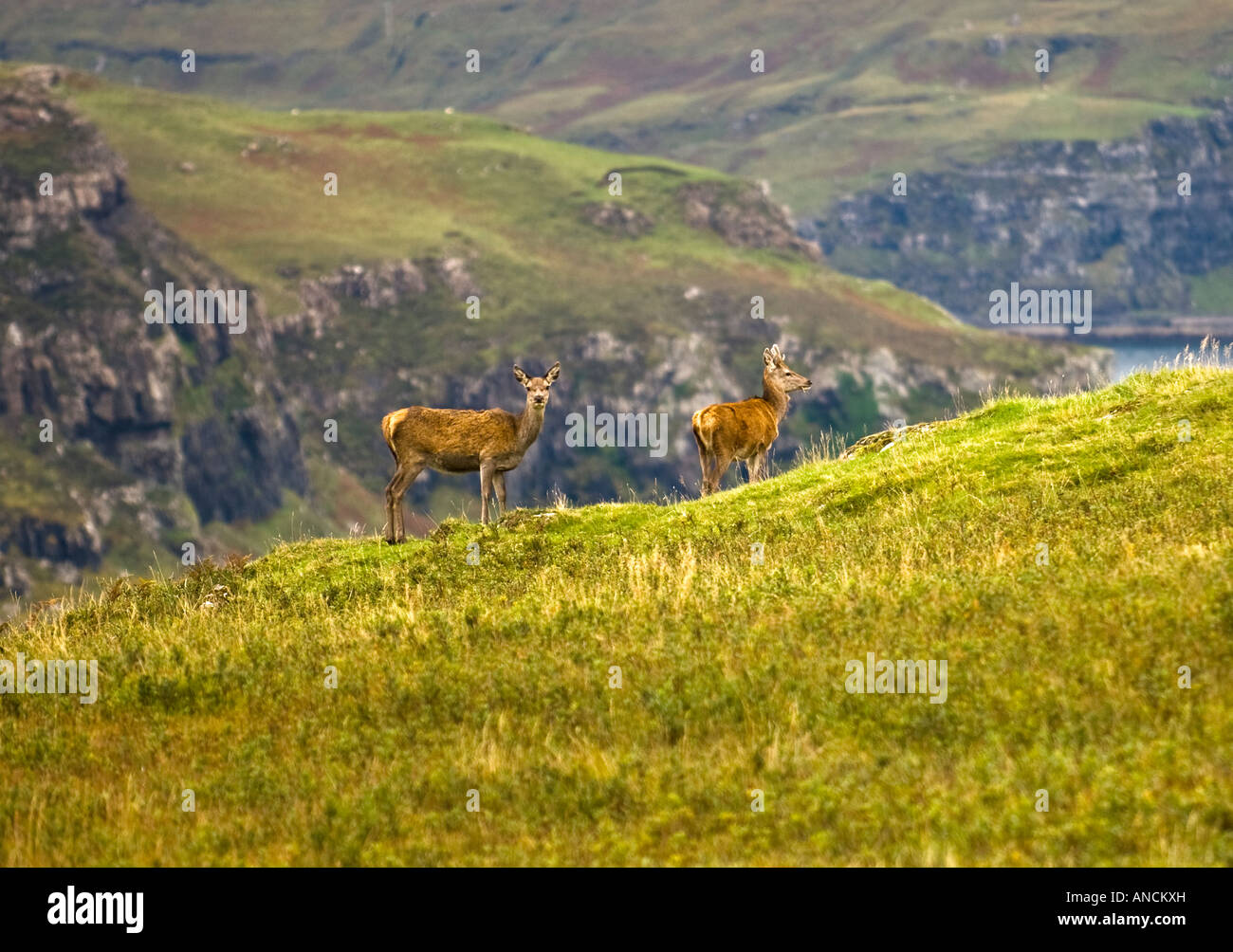 Red Deer hind e cerbiatto, Isle of Mull, Scotland, Regno Unito. Foto Stock
