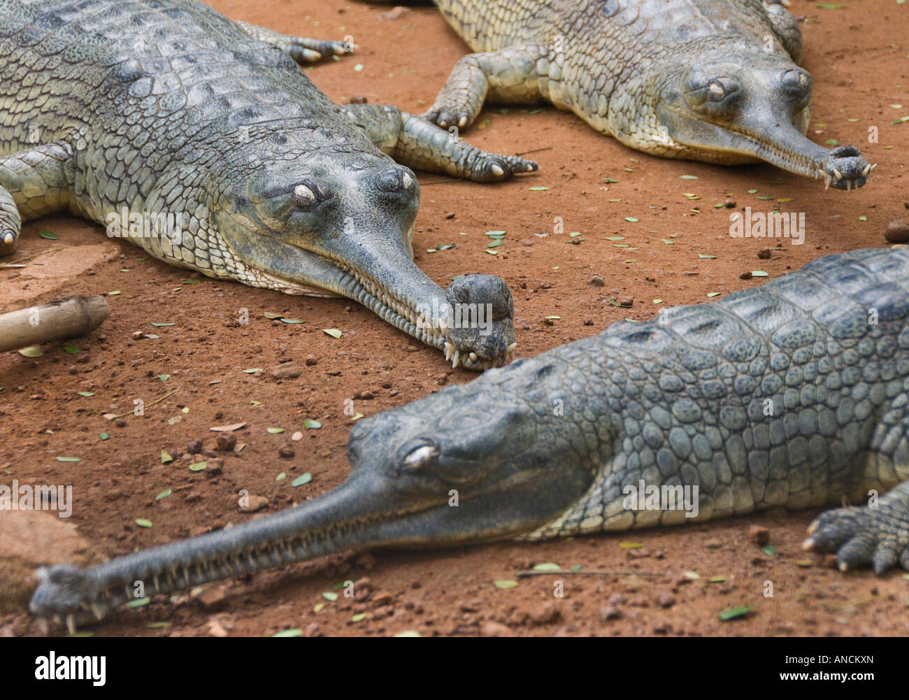 Gharial al Guindy National Park in India Foto Stock