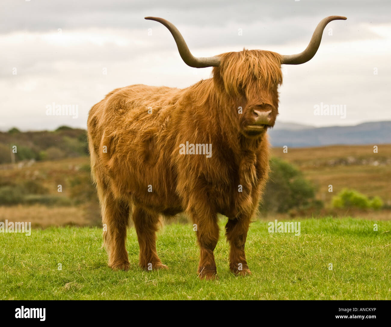 Highland mucca, Isle of Mull, Scotland, Regno Unito. Foto Stock