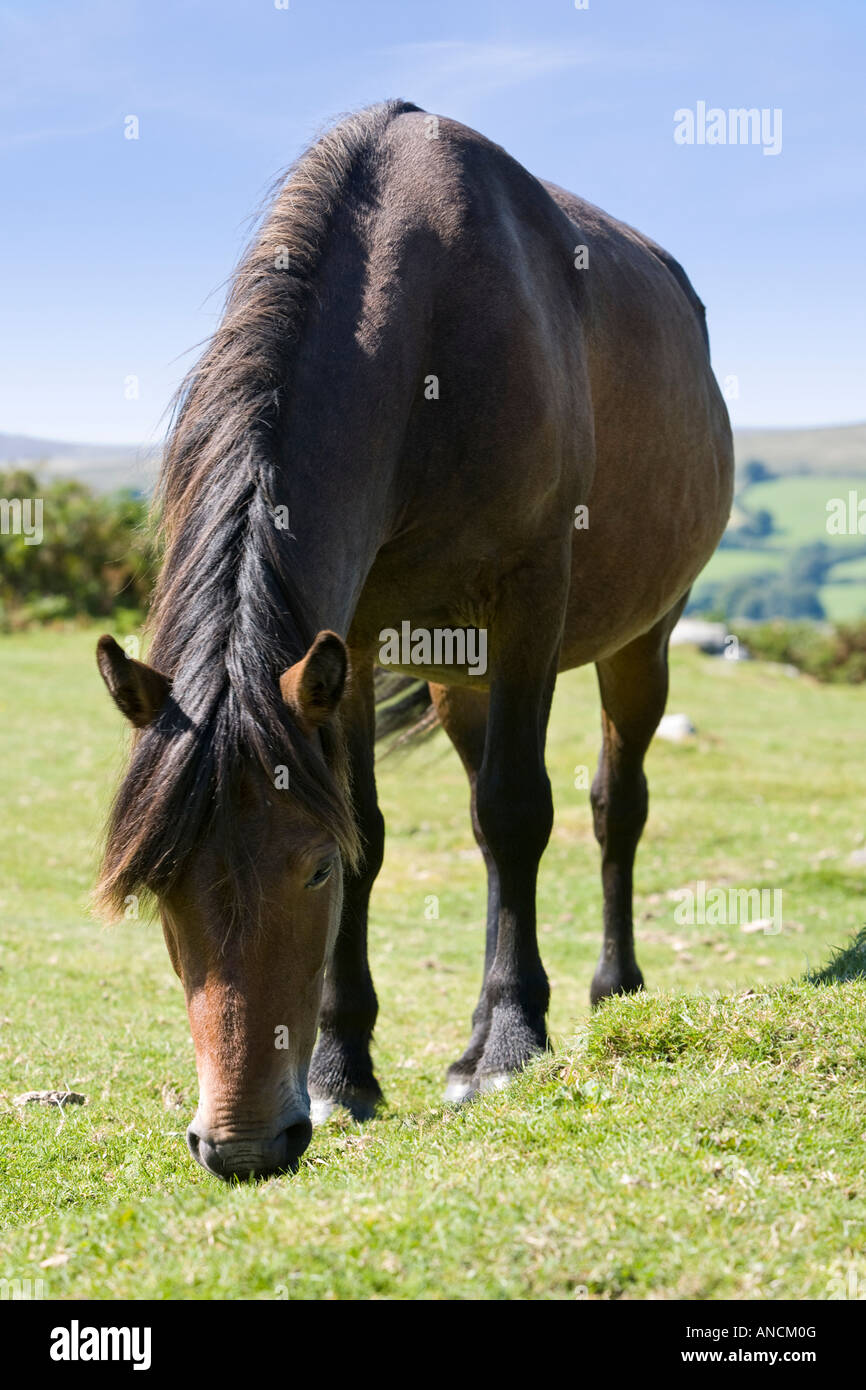 Dartmoor Pony di pascolare su Dartmoor Devon, Inghilterra, Regno Unito Foto Stock