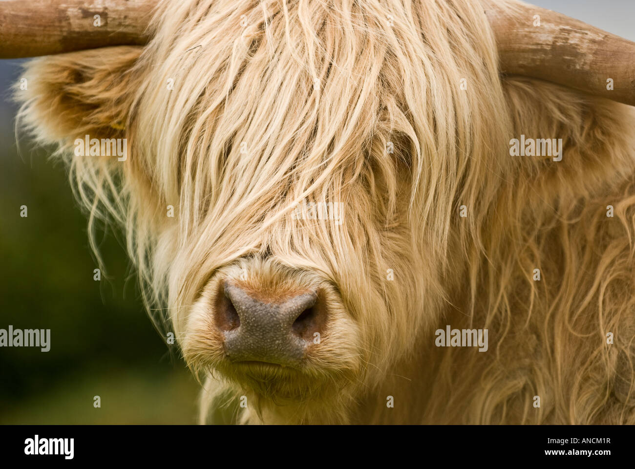 Highland mucca, Isle of Mull, Scotland, Regno Unito. Foto Stock