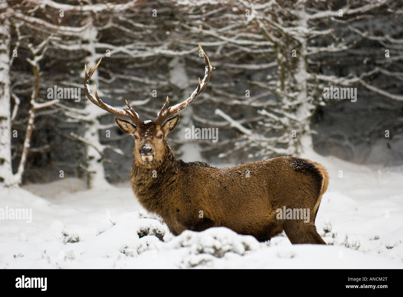 Red Deer stag in highland glen con alberi in background. Foto Stock