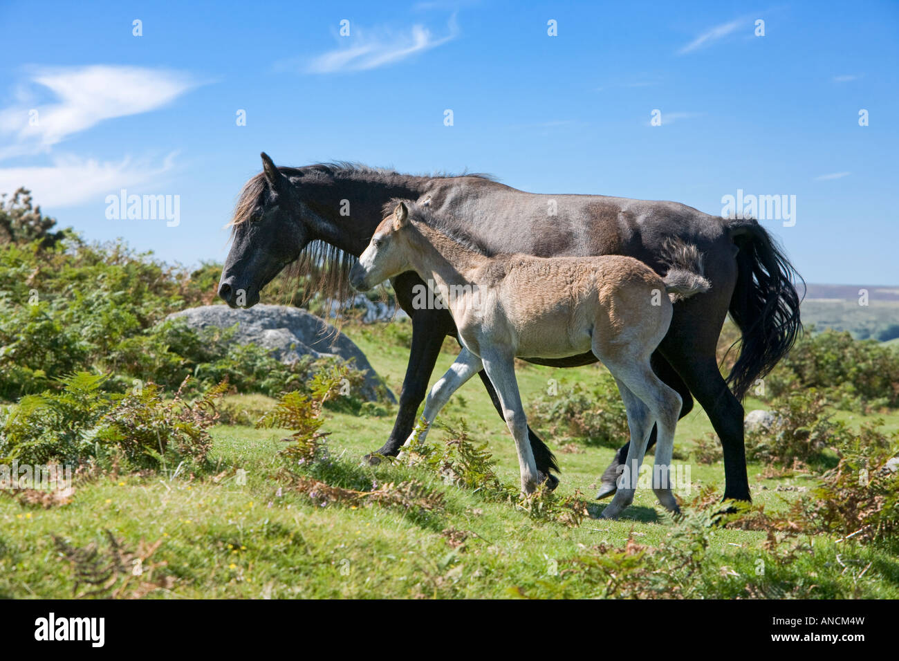 Dartmoor pony mare con giovani puledro camminando sul Dartmoor Devon England Regno Unito Foto Stock