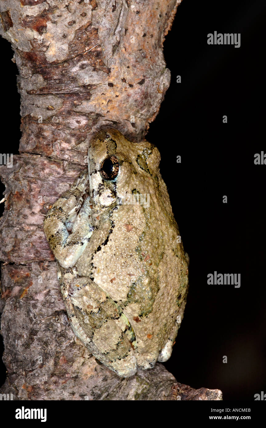 Grigio settentrionale Treefrog Hyla versicolor su un ramo nordest degli Stati Uniti Foto Stock