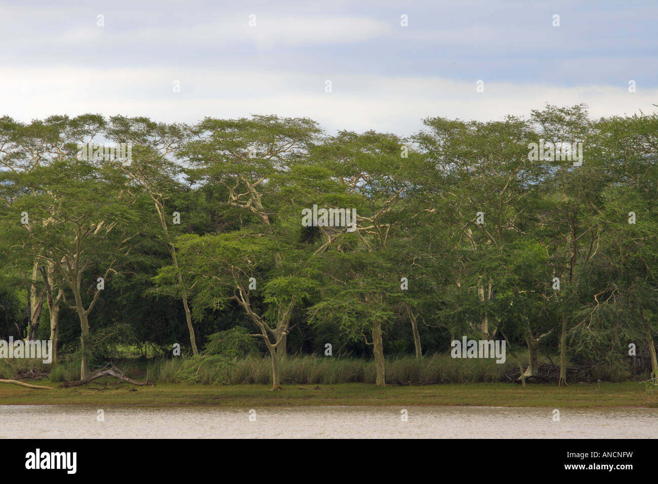 Alberi di febbre stand maestosamente lungo la Nyamithi pan, Ndumo. Foto Stock