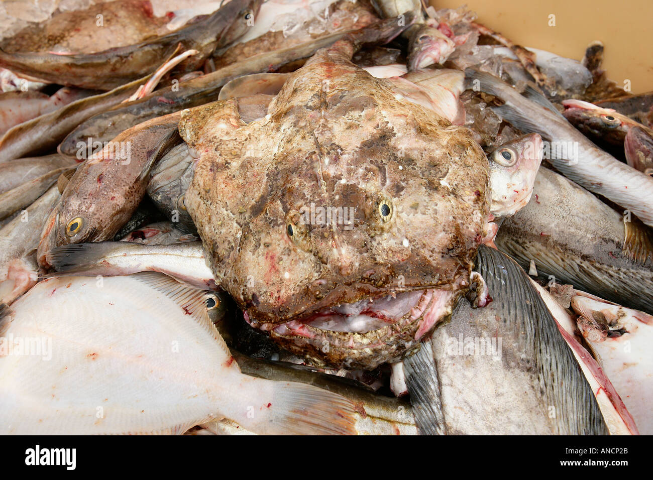 Rana pescatrice Merluzzo bianco Passera Islanda catture della pesca commerciale Foto Stock