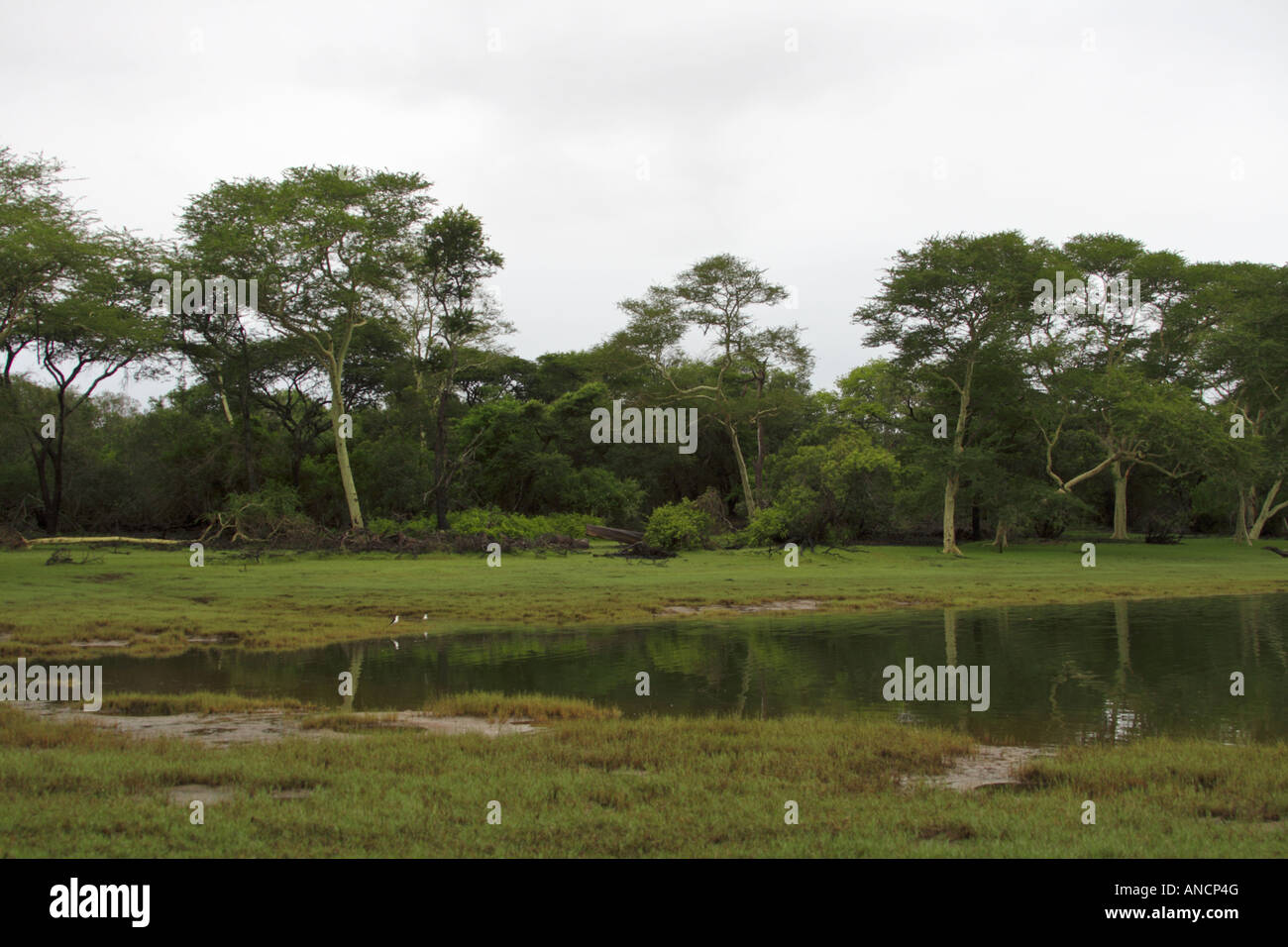 Il verde erbe e febbre alberi lungo le rive del Nyamithi pan sono una delizia per gli occhi. Ndumo. Foto Stock