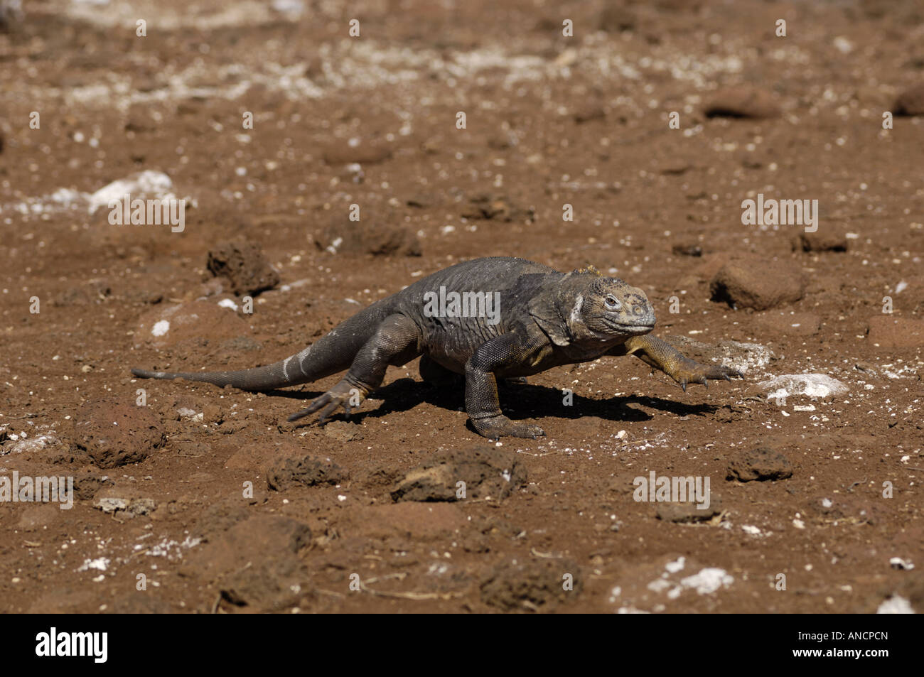 Land iguana a piedi le isole Galapagos North Seymour Foto Stock