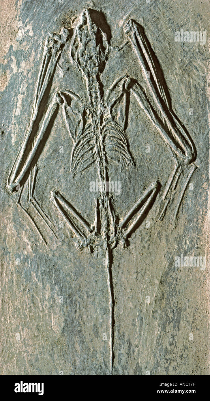 Bat Icaronycteris fossili sp Green River forma Wyoming inizio periodo Eocene Foto Stock