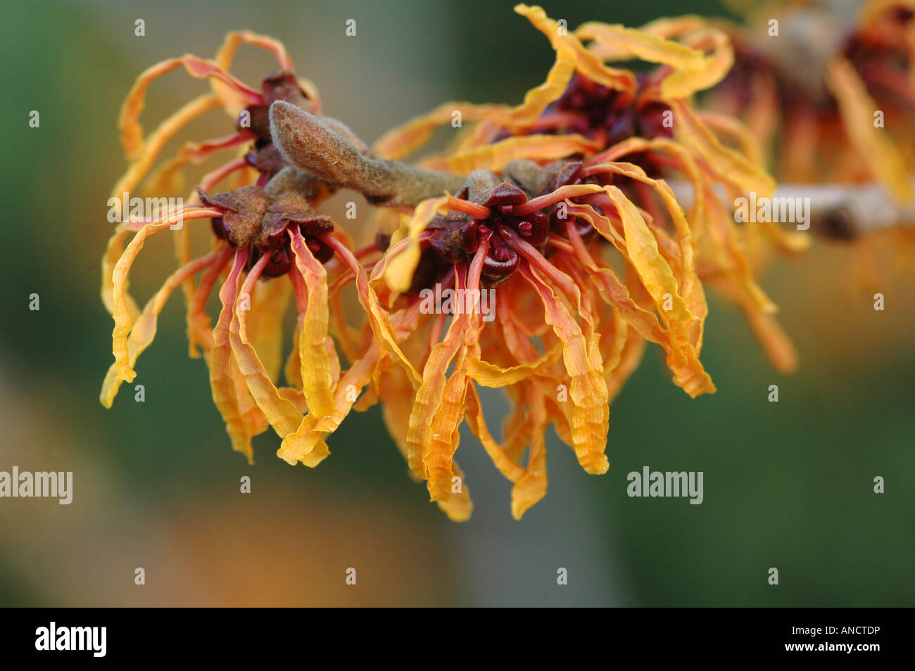 Amamelide - Hamamelis - luminoso con fiori di colore arancione a metà inverno 5 gennaio REGNO UNITO Foto Stock