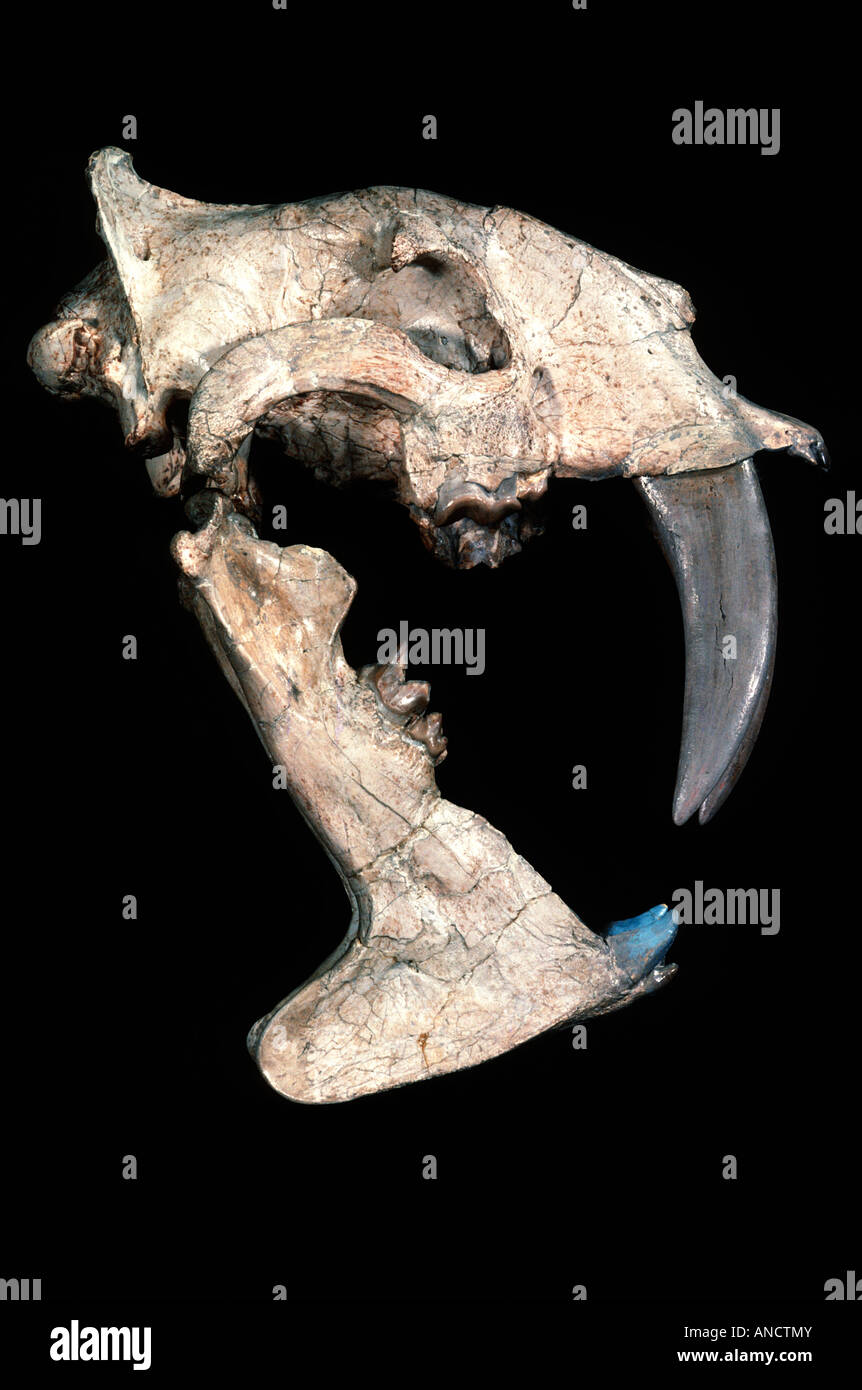 Vero Saber dente Cat cranio Eusmilus Sud Dakota Oligocene Medio Foto Stock