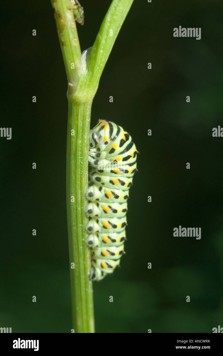 Coda forcuta butterfly caterpillar Foto Stock