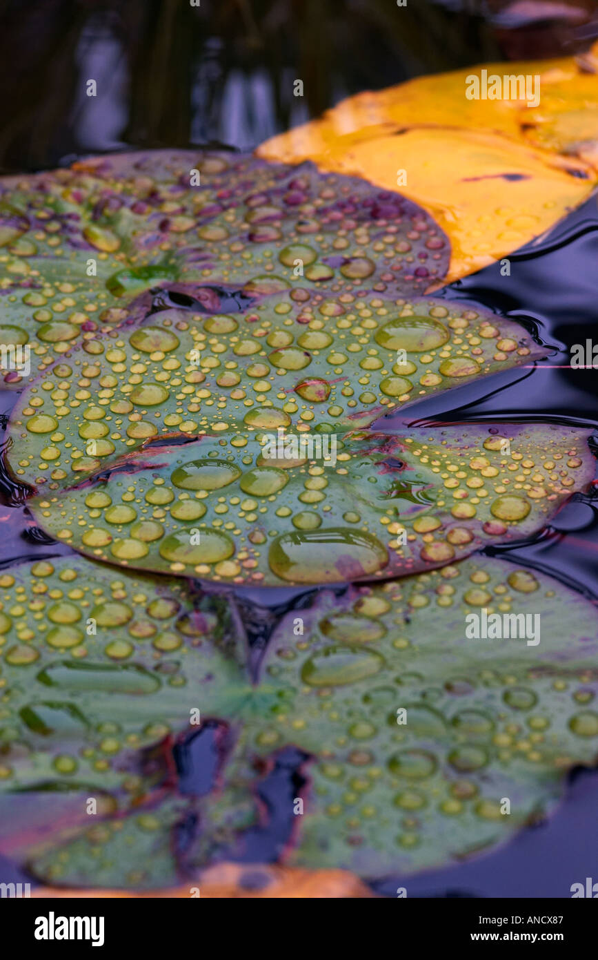 Giglio di acqua foglie screziate con pioggia le goccioline di acqua Foto Stock