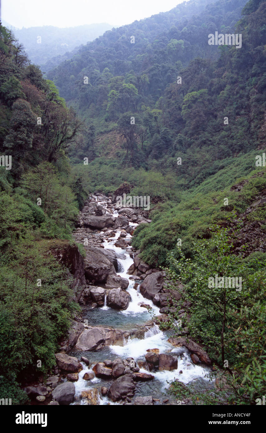 Flusso sulla scia di Tsokha, Sikkim, Himalaya indiano Foto Stock
