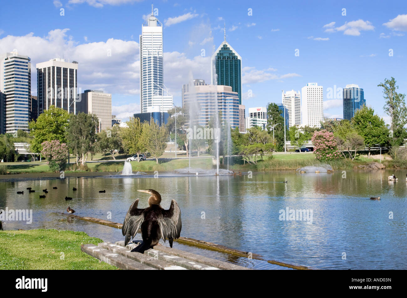 Un Darter (Anhinga novaehollandiae) essiccare le sue ali in un parco della città di Perth la grattacieli in background. Australia occidentale Foto Stock