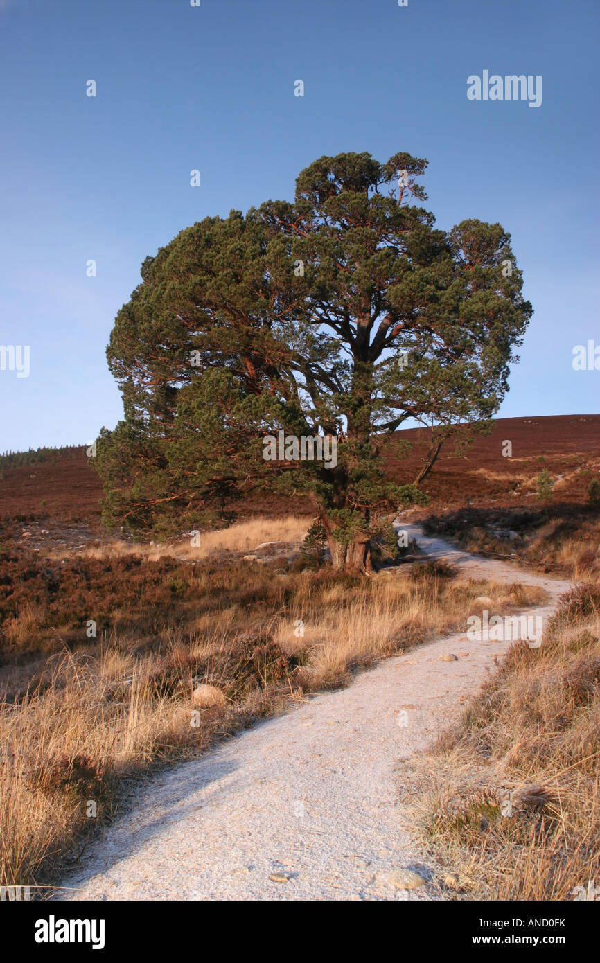 Pino silvestre Pinus sylvestris e gelido Meall percorso un Bhuachaille Cairngorms Scozia sotto un cielo blu Foto Stock