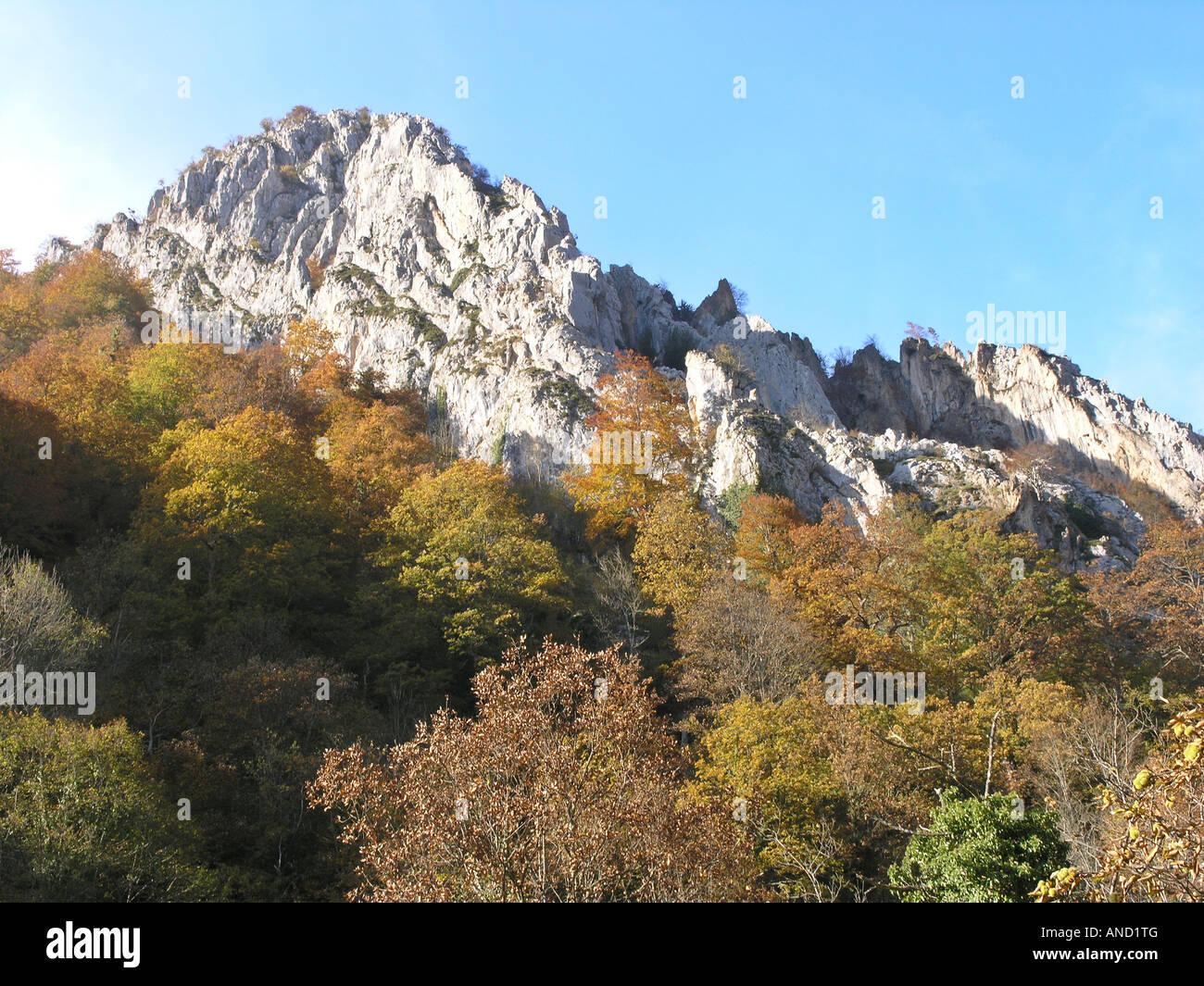 Foresta Vicino Caleao in Redes Parco Naturale Asturias Spagna Foto Stock