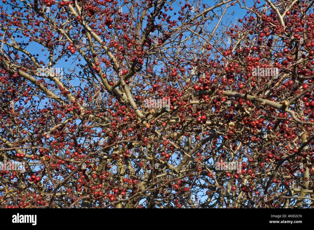 Jackson Pollock Hawthorne bush Foto Stock