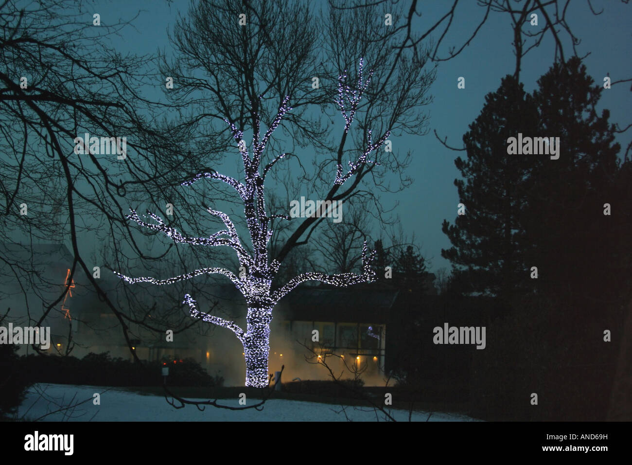 Illuminato blu albero a Natale a Bad Toelz Baviera Germania Europa Foto Stock