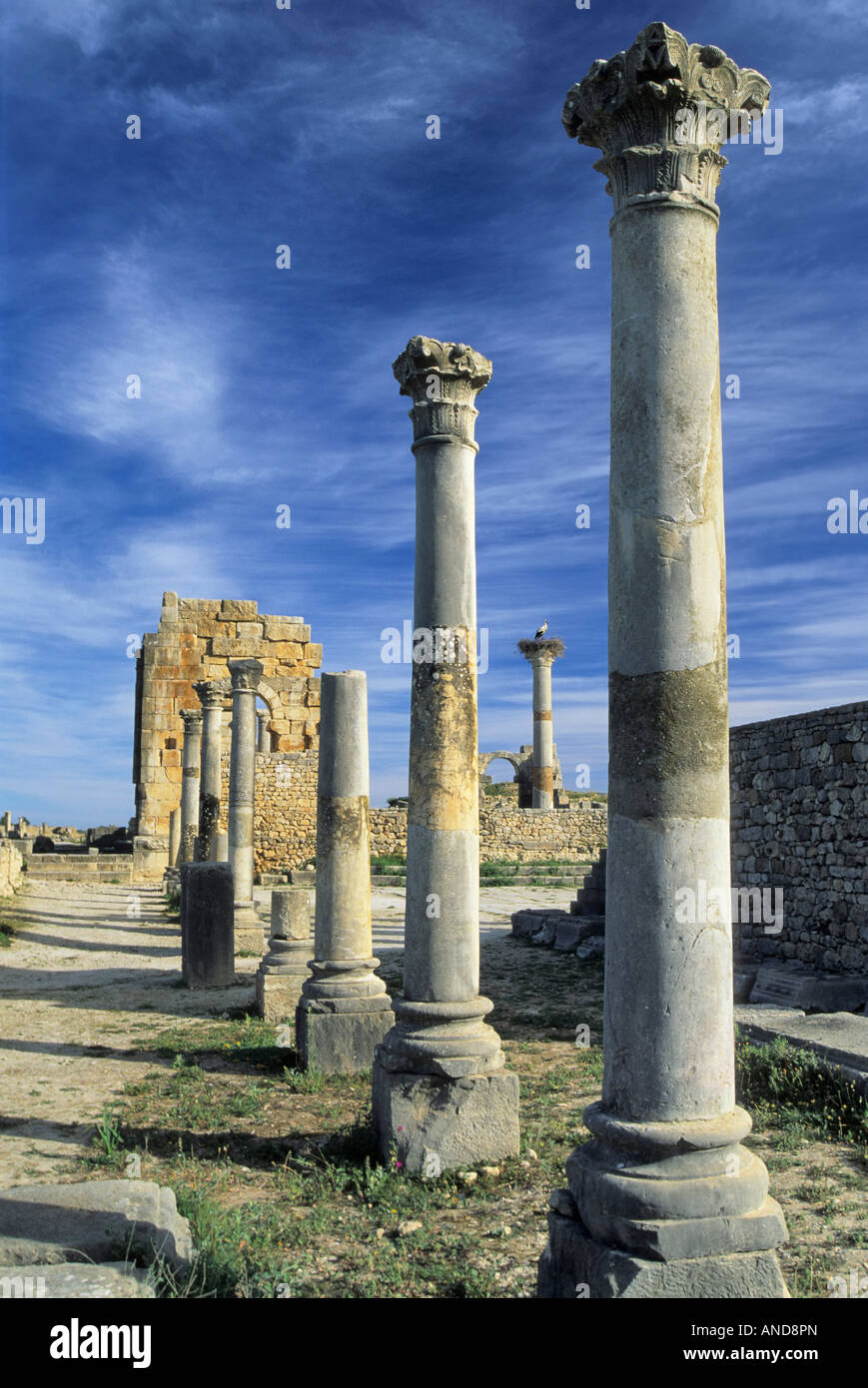 Colonne corinzie nido di cicogna Basilica Romana rovine di Volubilis Marocco Foto Stock