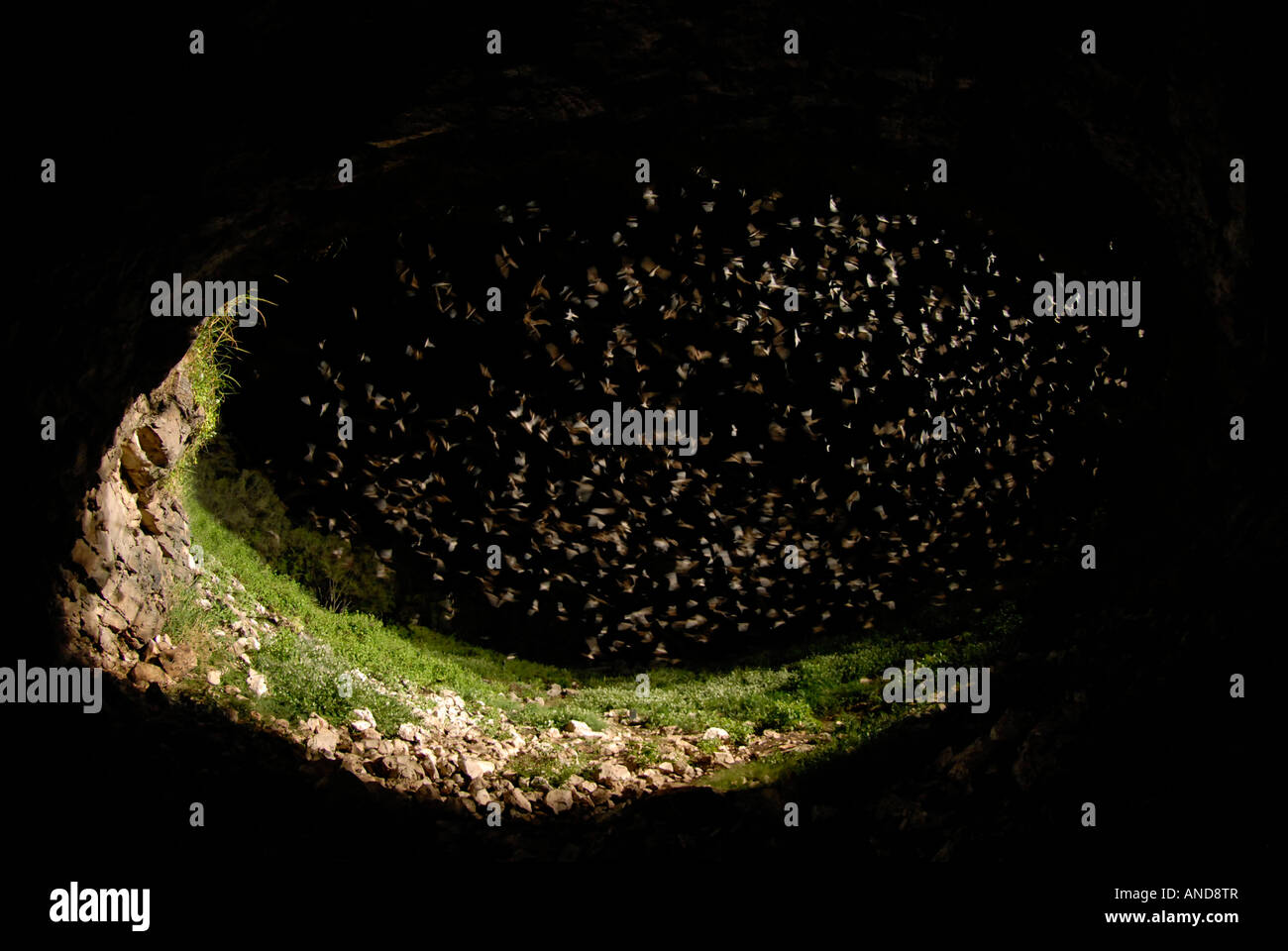 Libera messicano-tailed bat (Tadarida brasiliensis) emergente dalla grotta (lunga esposizione) per mostrare sciamare pattern Foto Stock