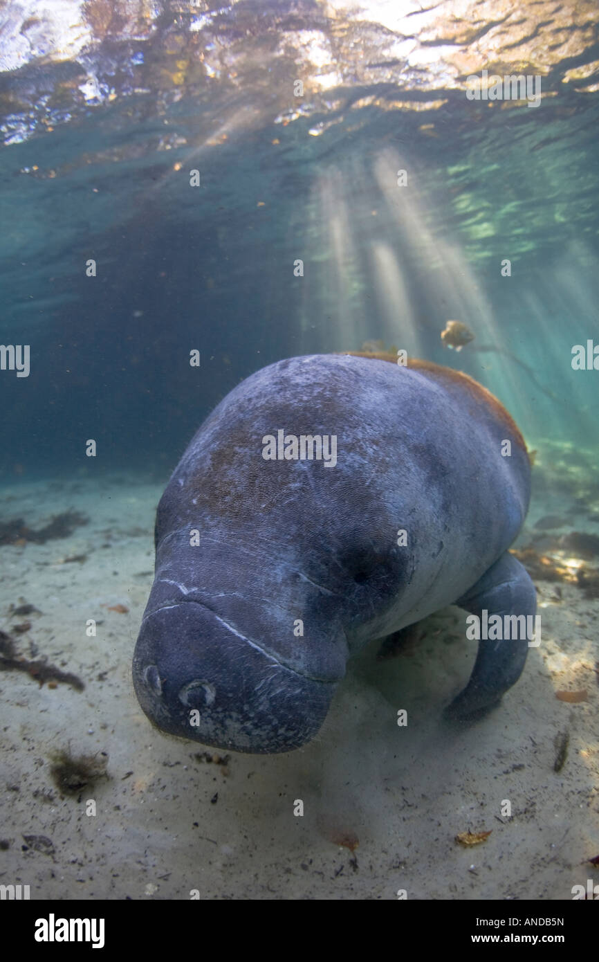 Una Florida lamantino (Trichechus manatus latirostris) nuota in Crystal River, Florida. Ci sono meno di 4000 di questi animali rari sulla terra. Foto Stock