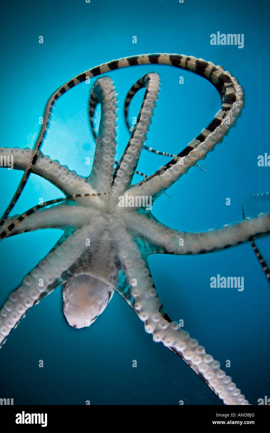 Un raro Mimic octopus (Thaumoctopus mimicus) vive nello stretto di Lembeh, Indonesia. Questo animale è in grado di imitare la forma e il comportamento di altre specie. Foto Stock