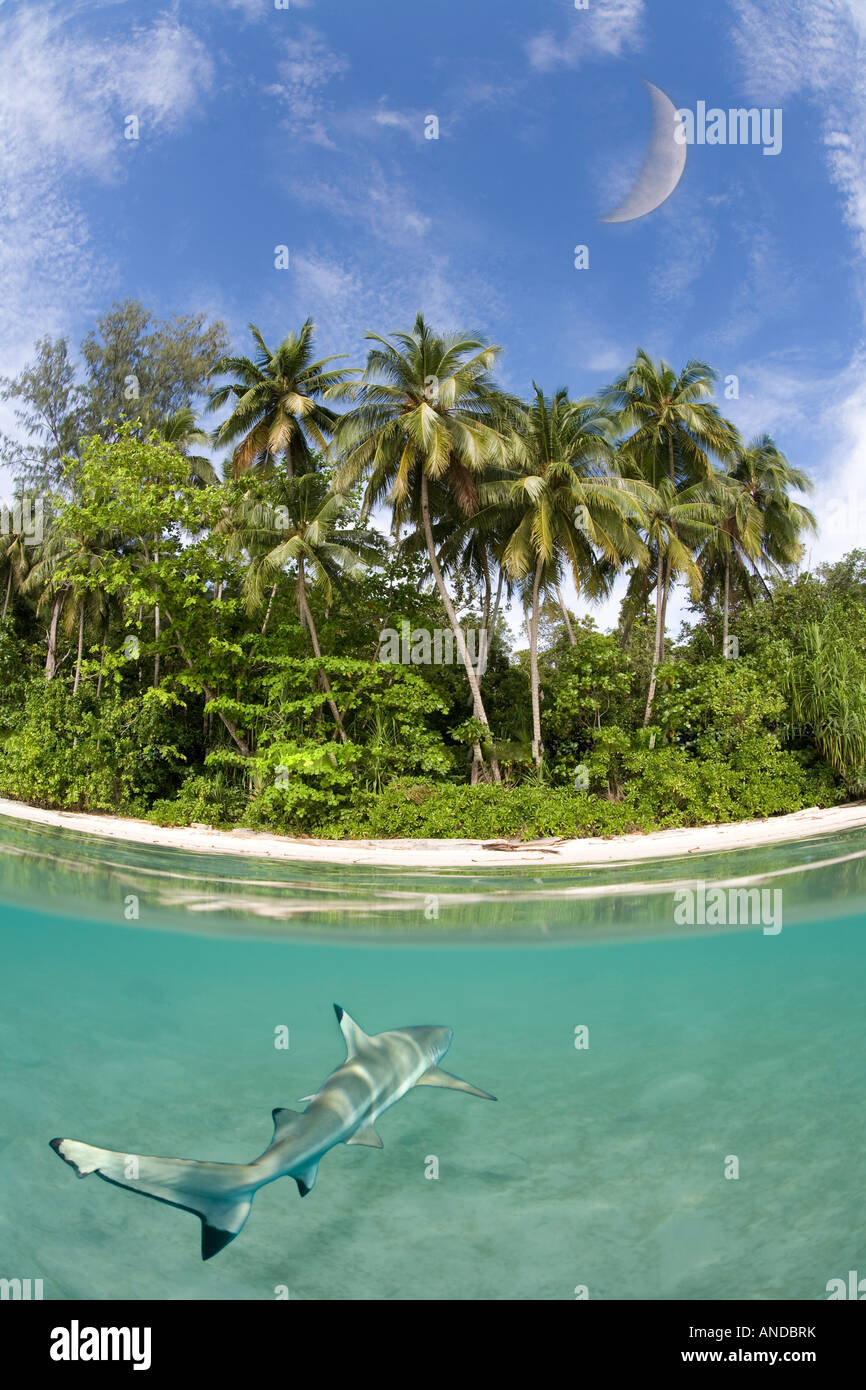 Un reef Blacktip Shark Carcharhinus melanopterus, nuota nei pressi di una spiaggia di Raja Ampat, Indonesia. Foto Stock
