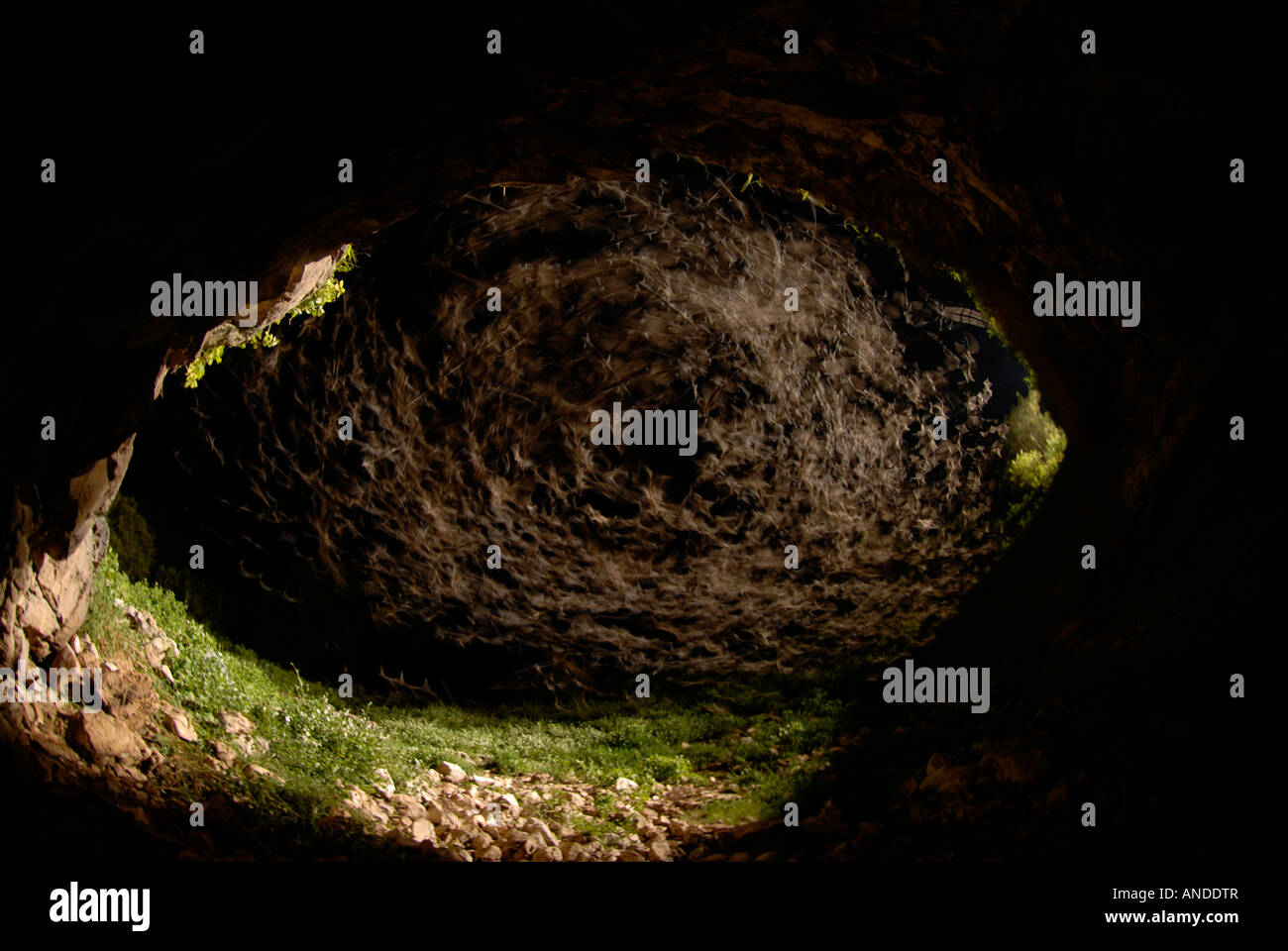 Libera messicano-tailed bat (Tadarida brasiliensis) emergente dalla grotta (lunga esposizione) per mostrare sciamare pattern Foto Stock