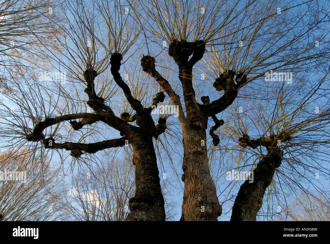 Pollarded Tilleul / Lime / Linden - Tilia europaea - alberi, Vienne, in Francia. Foto Stock