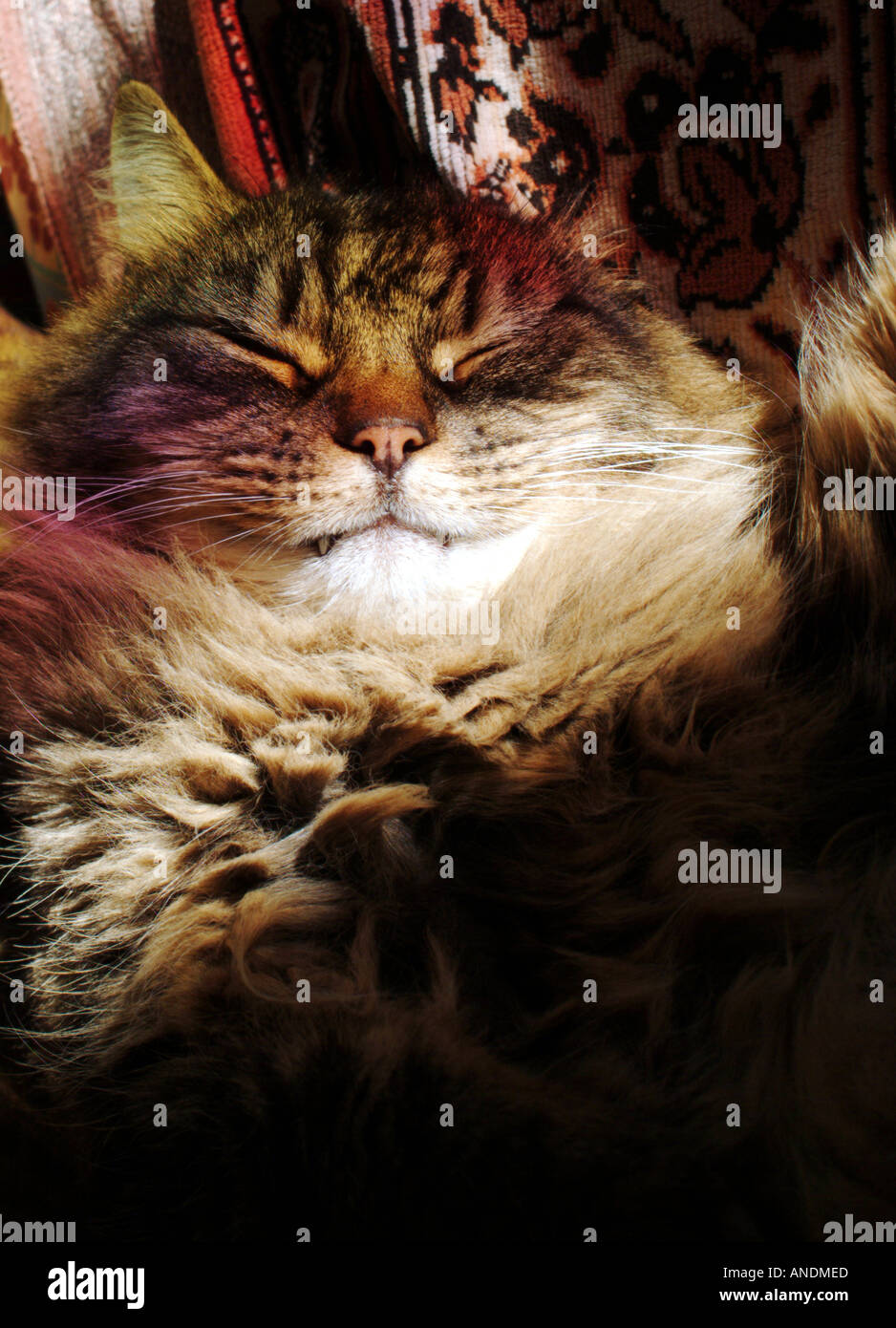 Foresta norvegese Tom Cat Foto Stock